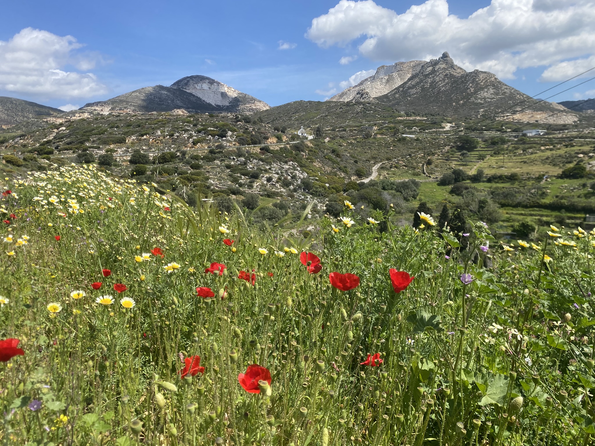 Poppies & mountains